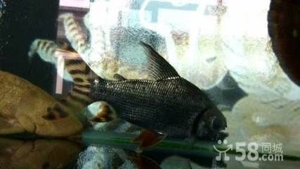 大興黃村賣觀賞魚的地方在哪（大興黃村有哪些地方可以購買觀賞魚） 大興黃村賣觀賞魚的地方在哪（大興黃村有哪些地方可以購買觀賞魚） 一方水族 第3張