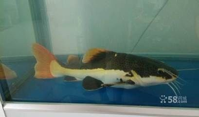 大興黃村賣觀賞魚的地方在哪（大興黃村有哪些地方可以購買觀賞魚） 大興黃村賣觀賞魚的地方在哪（大興黃村有哪些地方可以購買觀賞魚） 一方水族 第4張