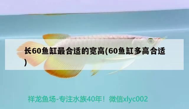 龍魚(yú) 長(zhǎng)60魚(yú)缸最合適的寬高(60魚(yú)缸多高合適) iwish愛(ài)唯希品牌魚(yú)缸 長(zhǎng)60魚(yú)缸最合適的寬高(60魚(yú)缸多高合適) 長(zhǎng)60魚(yú)缸最合適的寬高(60魚(yú)缸多高合適) iwish愛(ài)唯希品牌魚(yú)缸