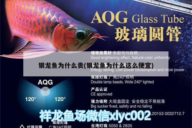 銀龍魚為什么貴(銀龍魚為什么這么便宜)