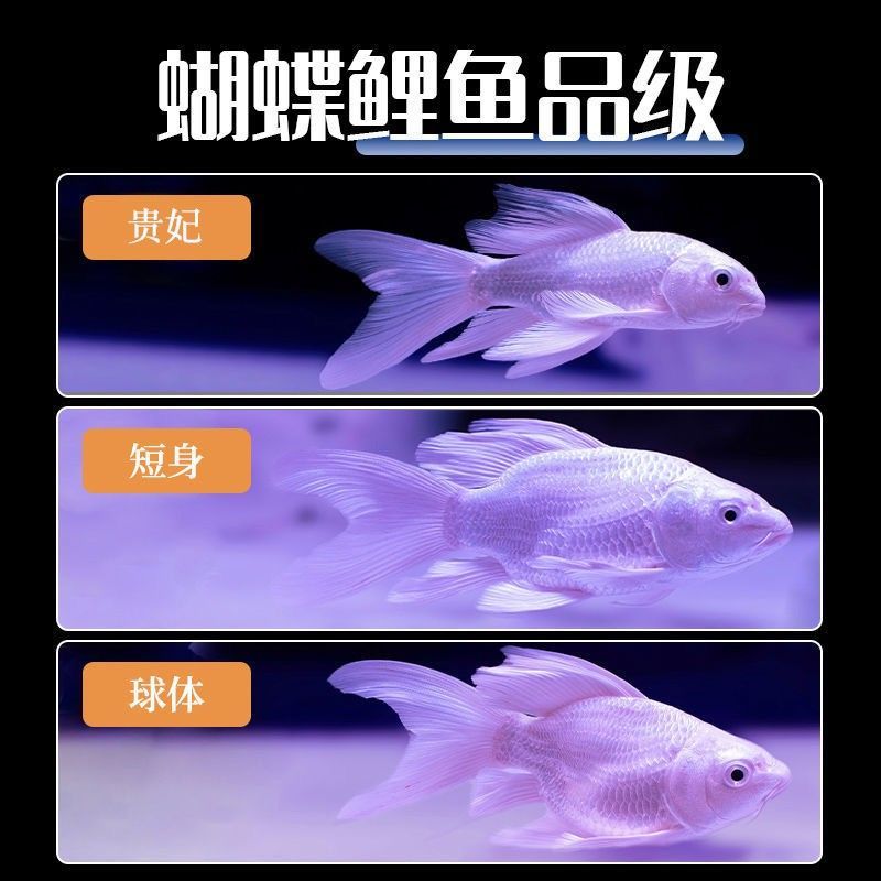 30cm的魚缸可以養(yǎng)蝴蝶鯉嗎圖片：30cm的魚缸不適合養(yǎng)蝴蝶鯉，養(yǎng)殖蝴蝶鯉需要注意什么 30cm的魚缸可以養(yǎng)蝴蝶鯉嗎圖片：30cm的魚缸不適合養(yǎng)蝴蝶鯉，養(yǎng)殖蝴蝶鯉需要注意什么 魚缸百科 第3張