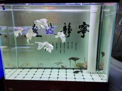 30cm的魚缸可以養(yǎng)蝴蝶鯉嗎圖片：30cm的魚缸不適合養(yǎng)蝴蝶鯉，養(yǎng)殖蝴蝶鯉需要注意什么 30cm的魚缸可以養(yǎng)蝴蝶鯉嗎圖片：30cm的魚缸不適合養(yǎng)蝴蝶鯉，養(yǎng)殖蝴蝶鯉需要注意什么 魚缸百科 第4張