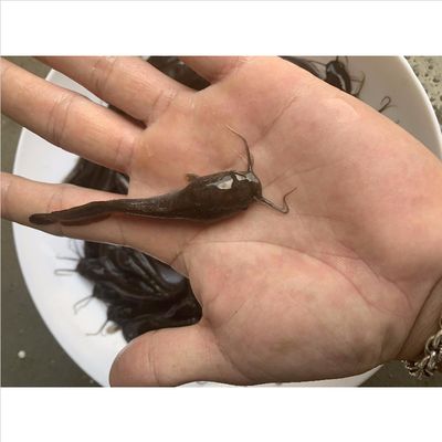 龍魚喂什么飼料好呢視頻教程：探尋龍魚喂養(yǎng)奧秘，飼料挑選全攻略