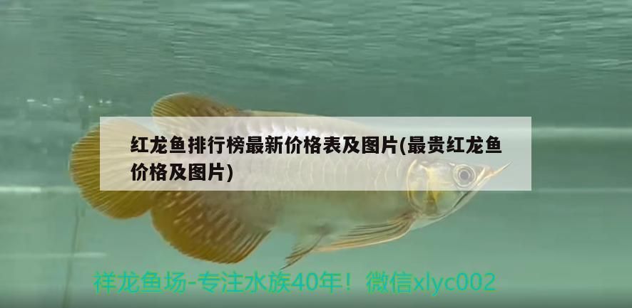 創寧水泵售后電話(創寧水泵哪里生產) 創寧水泵售后電話(創寧水泵哪里生產) 創寧水族 第2張