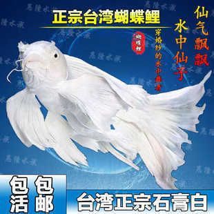 普身蝴蝶鯉魚15厘米圖片（關于普身蝴蝶鯉魚15厘米的圖片搜索結果中的信息整理）