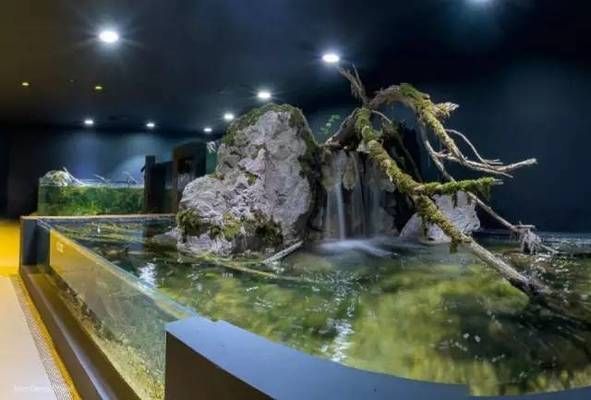 水族館有什么用：水族館在社區(qū)文化建設(shè)中的作用 水族館有什么用：水族館在社區(qū)文化建設(shè)中的作用 水族館百科（水族館加盟） 第1張