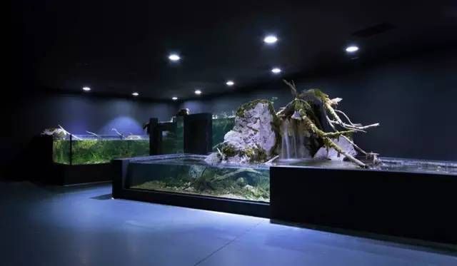 水族館有什么用：水族館在社區(qū)文化建設(shè)中的作用 水族館有什么用：水族館在社區(qū)文化建設(shè)中的作用 水族館百科（水族館加盟） 第2張