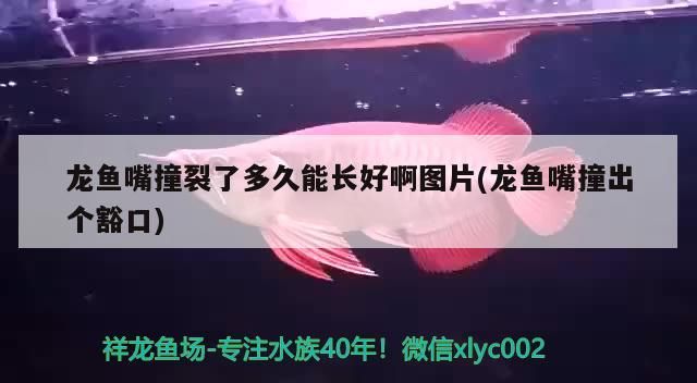 龍魚嘴撞裂了多久能長好啊圖片(龍魚嘴撞出個豁口) 龍魚嘴撞裂了多久能長好啊圖片(龍魚嘴撞出個豁口) 可麗愛魚缸