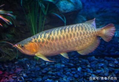 龍魚為什么這么便宜呢：龍魚價格親民背后，市場供需與養殖變革的深度剖析
