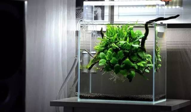 龍魚為什么吐出食來了還會死：龍魚為何吐出食來？探秘水族箱中的神秘現象 龍魚為什么吐出食來了還會死：龍魚為何吐出食來？探秘水族箱中的神秘現象 龍魚百科 第2張