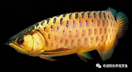 過背金龍魚用什么背景好看一點(diǎn)：如何挑選適合的魚缸背景材質(zhì)