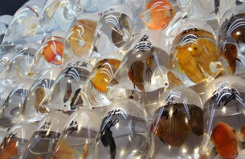 臨汾哪有水族用品店:yee牌硝化細菌好嗎