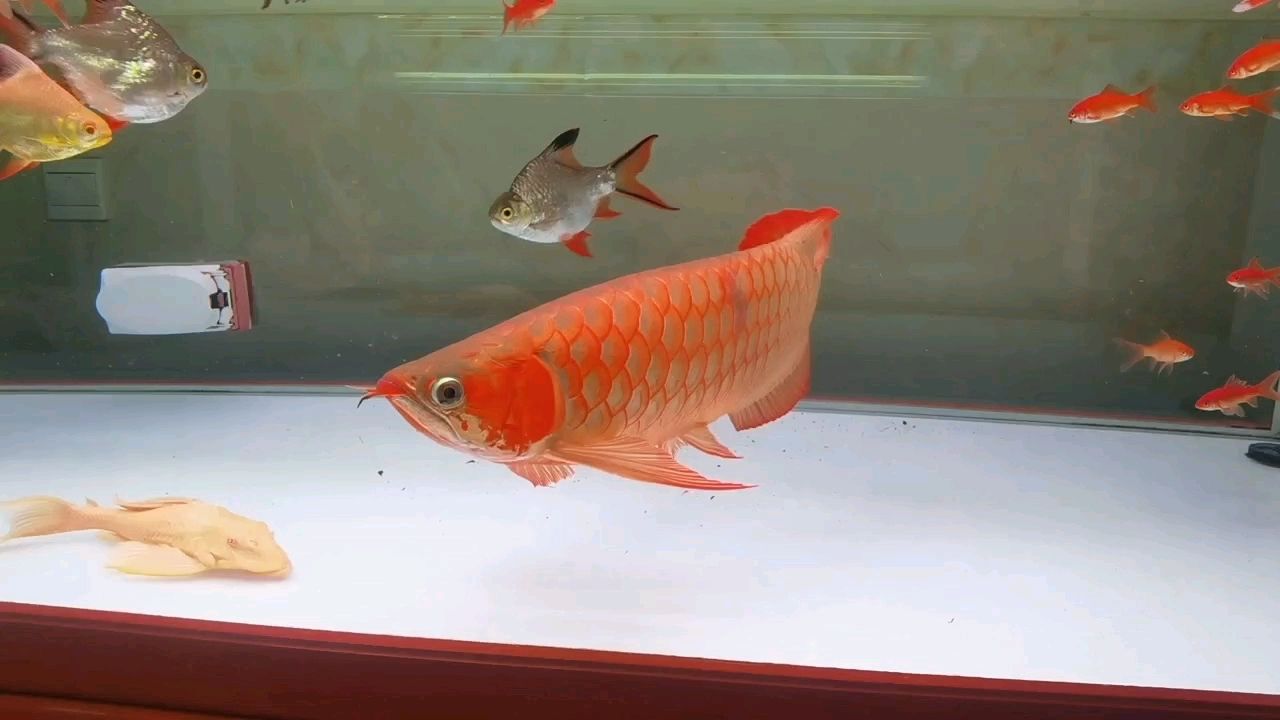 養(yǎng)了一年的龍魚