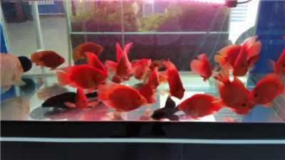 觀賞魚寄養(yǎng)多少錢（觀賞魚寄養(yǎng)費(fèi)用怎么算？）