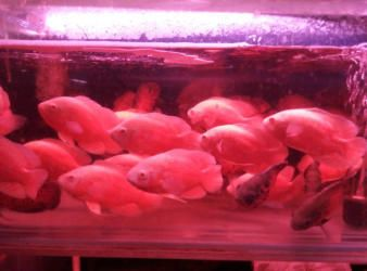 觀賞魚寄養(yǎng)多少錢（觀賞魚寄養(yǎng)費(fèi)用怎么算？）
