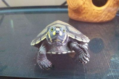 2只豬鼻龜可以在一起養嗎:豬鼻龜的飼養方法 豬鼻龜百科 第2張 2只豬鼻龜可以在一起養嗎:豬鼻龜的飼養方法 2只豬鼻龜可以在一起養嗎:豬鼻龜的飼養方法 豬鼻龜百科 第2張