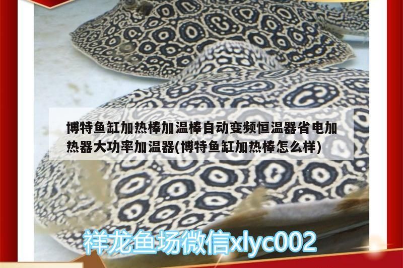 博特魚缸加熱棒加溫棒自動變頻恒溫器省電加熱器大功率加溫器(博特魚缸加熱棒怎么樣)