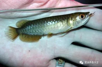 過背金龍魚10多斤能繁殖嗎：過背金龍魚10多斤是否能繁殖