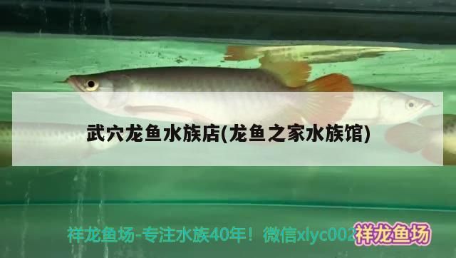 魚缸用增氧泵價格是多少:魚缸增氧機-xtrac增氧機-xtrac增氧機 武穴龍魚水族店(龍魚之家水族館) 龍魚之家 武穴龍魚水族店(龍魚之家水族館) 武穴龍魚水族店(龍魚之家水族館) 龍魚之家
