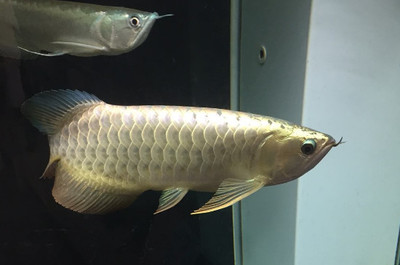 龍魚為什么便宜很多：探秘龍魚市場，低價背后的多元因素剖析