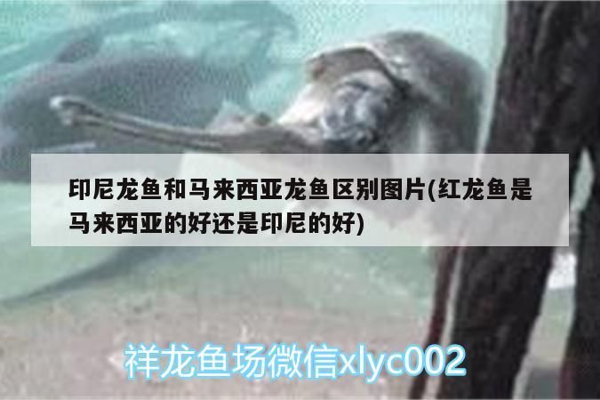 印尼龍魚和馬來西亞龍魚區別圖片(紅龍魚是馬來西亞的好還是印尼的好) 印尼龍魚和馬來西亞龍魚區別圖片(紅龍魚是馬來西亞的好還是印尼的好) 紅龍魚百科