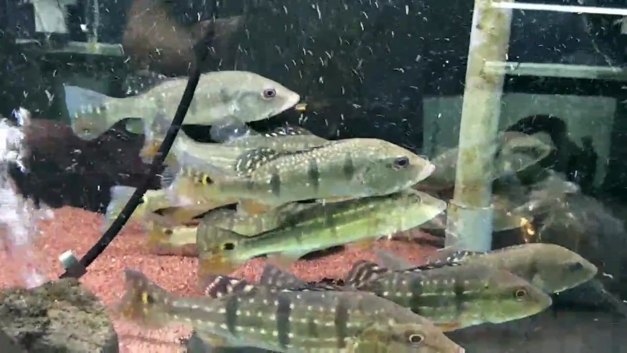 龍魚為何不吃食物：龍魚絕食之謎，探尋水下精靈的進食困境