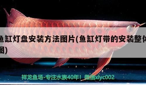 紅龍魚用黃燈烤有用嗎 魚缸燈盤安裝方法圖片(魚缸燈帶的安裝整體圖) 黃金貓魚百科 魚缸燈盤安裝方法圖片(魚缸燈帶的安裝整體圖) 魚缸燈盤安裝方法圖片(魚缸燈帶的安裝整體圖) 黃金貓魚百科