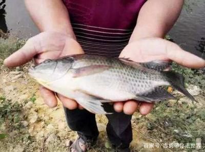 龍魚尾巴往下垂怎么辦：龍魚尾巴往下垂，探秘背后的神秘與應(yīng)對之策