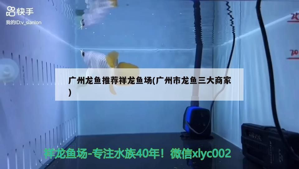 廣州龍魚推薦祥龍魚場(廣州市龍魚三大商家)