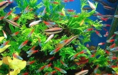 海水群游觀賞魚（海水觀賞魚的飼養與養護）