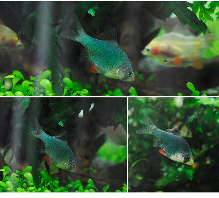 海水群游觀賞魚（海水觀賞魚的飼養與養護）