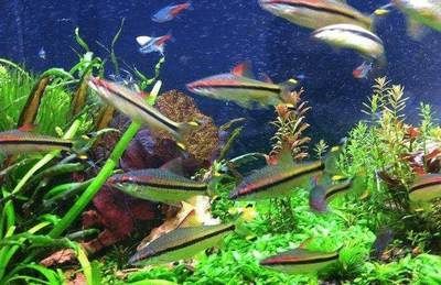 海水群游觀賞魚（海水觀賞魚的飼養與養護）