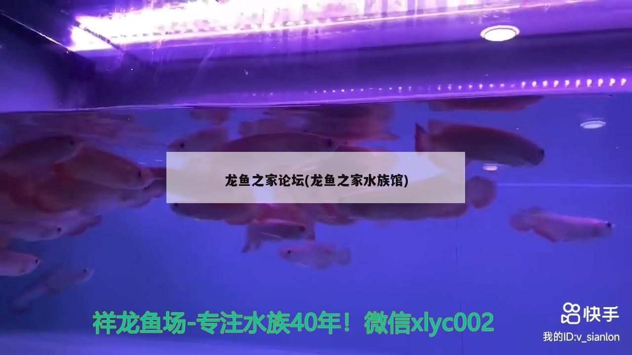 鸚鵡魚和銀龍魚混養(yǎng)怎樣喂食 龍魚之家論壇(龍魚之家水族館) 龍魚之家 龍魚之家論壇(龍魚之家水族館) 龍魚之家論壇(龍魚之家水族館) 龍魚之家
