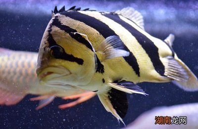 虎魚和鸚鵡混養(yǎng)可以嗎：虎魚和鸚鵡魚可以混養(yǎng)嗎