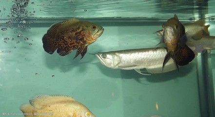 觀賞魚混養最佳搭配（混養的觀賞魚應該如何搭配？）