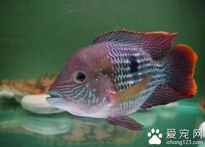 觀賞魚混養最佳搭配（混養的觀賞魚應該如何搭配？）