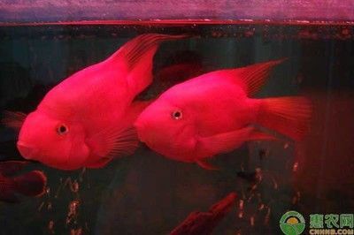 紅色的觀賞魚是什么魚（紅色觀賞魚是一種受歡迎的養殖技術高體鰤的養殖技術）