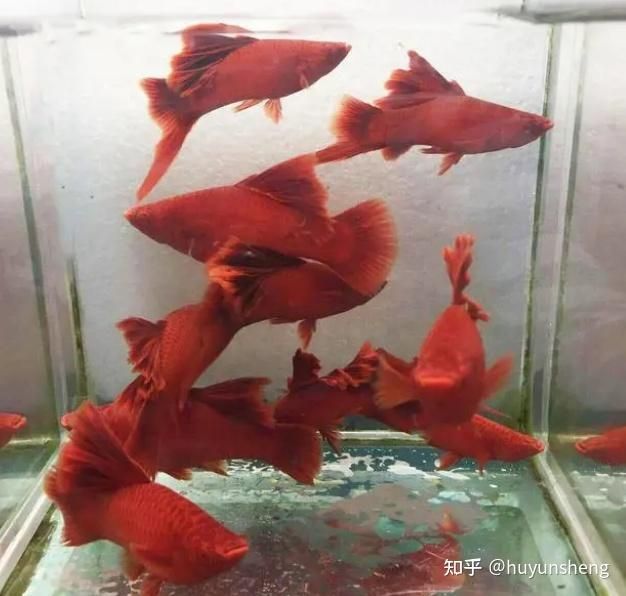紅色的觀賞魚是什么魚（紅色觀賞魚是一種受歡迎的養殖技術高體鰤的養殖技術）