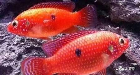 紅色的觀賞魚是什么魚（紅色觀賞魚是一種受歡迎的養殖技術高體鰤的養殖技術）