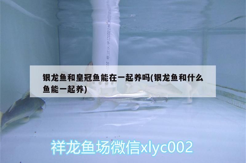 銀龍魚和皇冠魚能在一起養嗎(銀龍魚和什么魚能一起養) 銀龍魚和皇冠魚能在一起養嗎(銀龍魚和什么魚能一起養) 銀龍魚百科