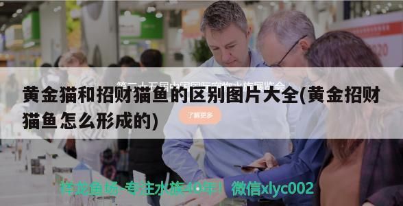 黃金貓和招財貓魚的區別圖片大全(黃金招財貓魚怎么形成的)