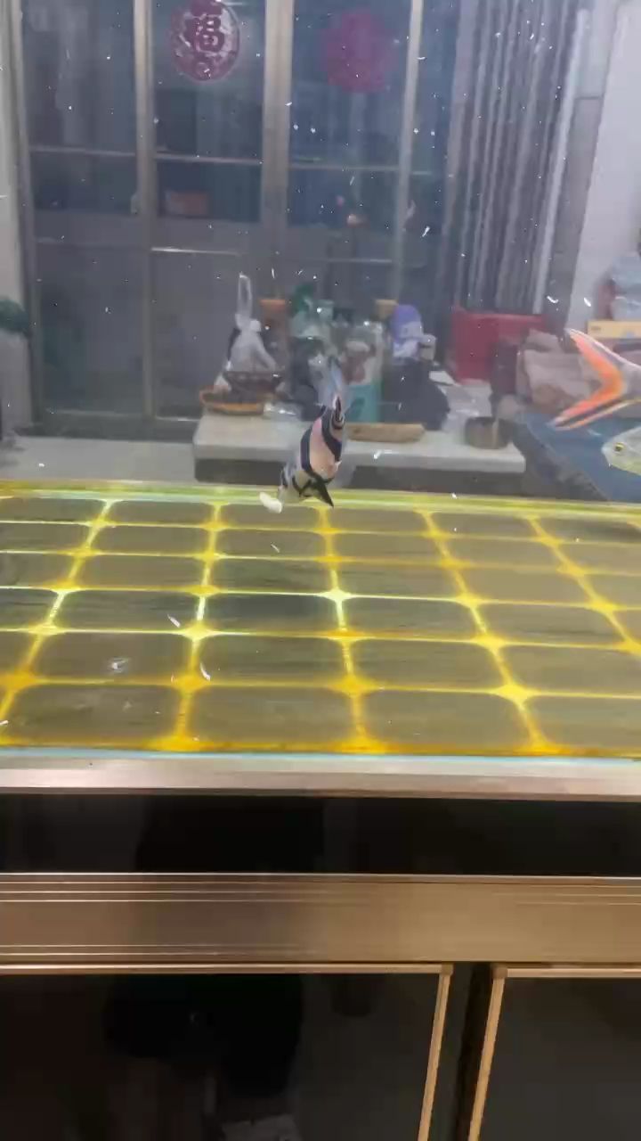 堅持是一種態度 堅持是一種態度 龍魚論壇