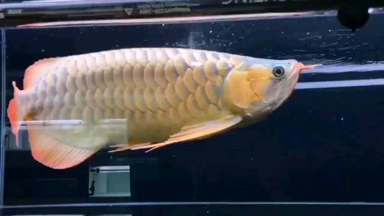 泗水的體型就是寬大霸氣 泗水的體型就是寬大霸氣 泗水龍魚