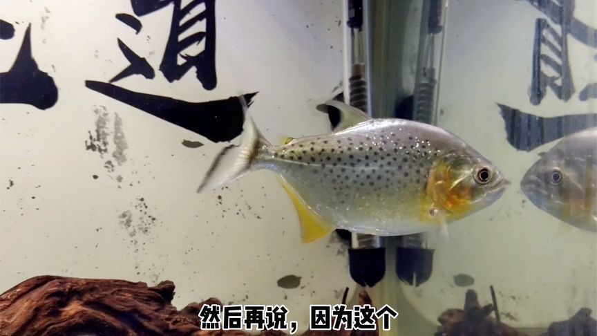 虎魚黑了：虎魚體色變黑可能由多種原因引起，虎魚體色變黑可能由多種因素引起