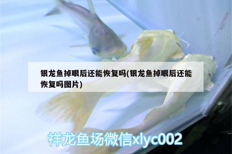 銀龍魚掉眼后還能恢復嗎(銀龍魚掉眼后還能恢復嗎圖片)