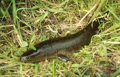 龍魚頭部有白點是什么品種的：龍魚頭部有白點，探尋其背后可能的品種奧秘