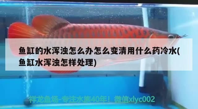 水族館魚缸水那么清用什么藥了:如何自制魚缸水質(zhì)凈化劑 水族館百科(水族館加盟) 第3張 水族館魚缸水那么清用什么藥了:如何自制魚缸水質(zhì)凈化劑 水族館魚缸水那么清用什么藥了:如何自制魚缸水質(zhì)凈化劑 水族館百科(水族館加盟) 第3張