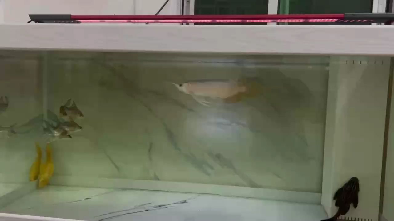 好好培養。不搞大雜燴了。 好好培養。不搞大雜燴了。 龍魚論壇