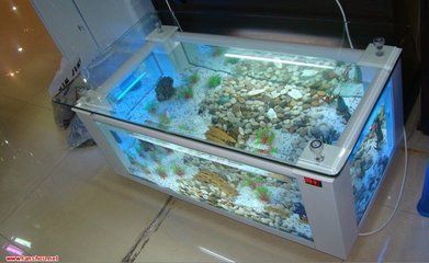 40的魚缸能養(yǎng)蘭壽嗎:40升水的魚缸適合養(yǎng)幾條蘭壽 魚缸百科 第4張 40的魚缸能養(yǎng)蘭壽嗎:40升水的魚缸適合養(yǎng)幾條蘭壽 40的魚缸能養(yǎng)蘭壽嗎:40升水的魚缸適合養(yǎng)幾條蘭壽 魚缸百科 第4張
