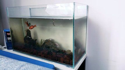 40的魚缸能養(yǎng)蘭壽嗎:40升水的魚缸適合養(yǎng)幾條蘭壽 魚缸百科 第3張 40的魚缸能養(yǎng)蘭壽嗎:40升水的魚缸適合養(yǎng)幾條蘭壽 40的魚缸能養(yǎng)蘭壽嗎:40升水的魚缸適合養(yǎng)幾條蘭壽 魚缸百科 第3張